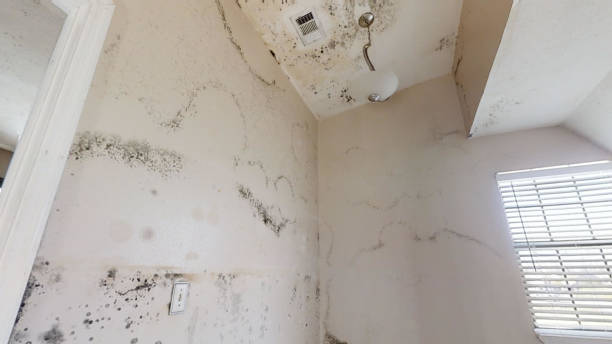 Best Flood Damage  in Basking Ridge, NJ