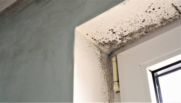 Best Industrial Mold Remediation  in Basking Ridge, NJ