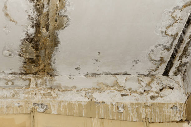 Best Comprehensive Air Testing for Mold Contaminants  in Basking Ridge, NJ