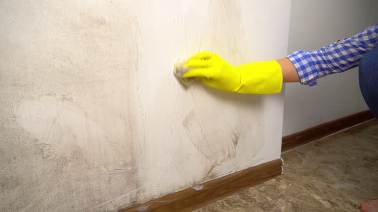 Best Black Mold Removal  in Basking Ridge, NJ