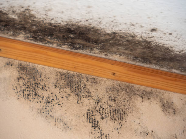 Best Airborne Mold Testing  in Basking Ridge, NJ