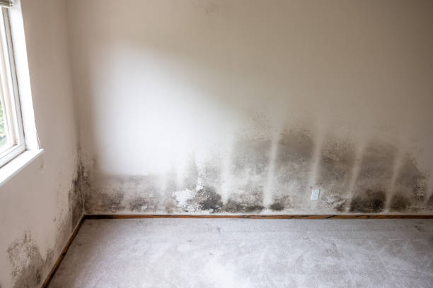 Mold Remediation for Vacation Homes in Basking Ridge, NJ